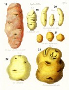 Alte Kartoffelsorten