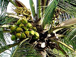 Fruchtstand einer Kokospalme - (C) Stock.xchng