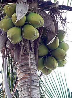 Kokospalme mit Nüssen - (C) Stock.xchng