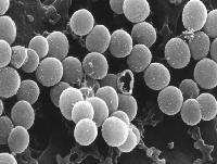 Staphylococcus aureus