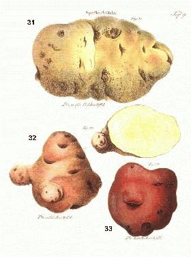 Historische Spätkartoffeln