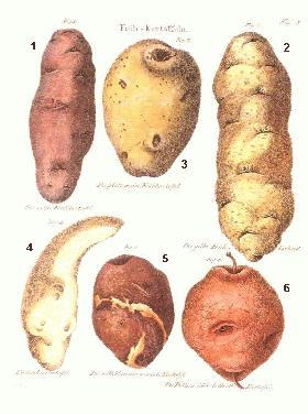 Historische Frühkartoffeln