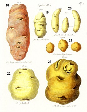 Historische Spätkartoffeln