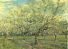 Vincent van Gogh - Baumgarten mit blühenden Pflaumenbäumen (1888) - 60x80 cm