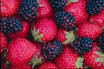 Beeren