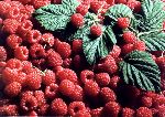 Himbeeren