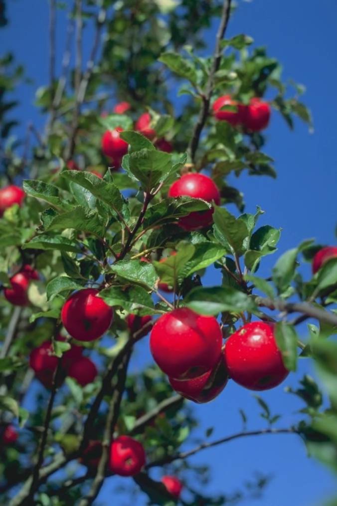 Grossbildlegende (Apfelbaum)