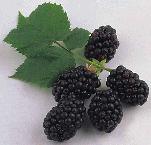 Brombeeren