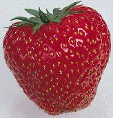 Erdbeeren