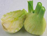 Fenchel