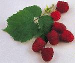 Himbeeren