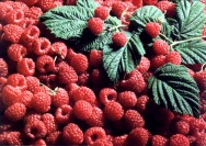 Himbeeren