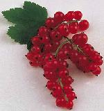 Johannisbeeren