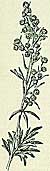 Artemsia absinthium
