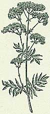 Baldrian (Valeriana officinalis)