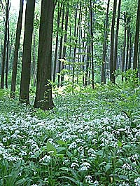 Wald mit Bärlauch