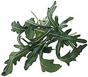 Rucola (Rauke)