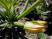 Zucchiniblüte