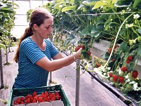 Ernte von Erdbeeren auf Substratkultur