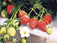 Erdbeeren