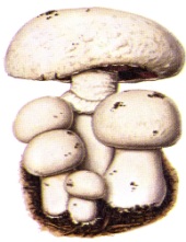 Champignon de Paris