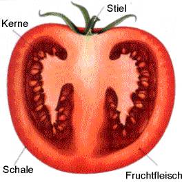 Aufbau einer Tomate