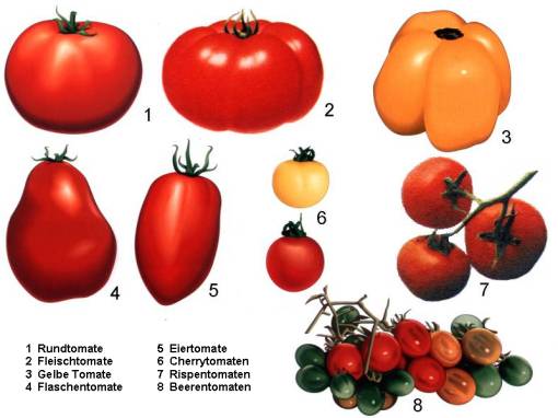 Tomatensorten