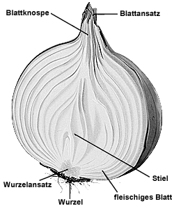 Zwiebelstruktur