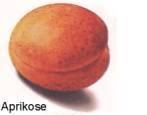 Aprikose