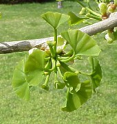 Fruchtstand vom Ginkgobaum