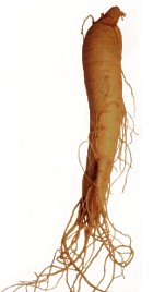 Ginseng-Wurzel