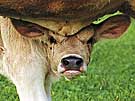 Ein Kalb hinter seiner Mutter