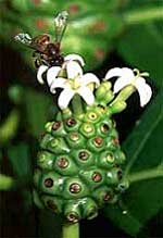 Noni-Frucht mit Blüten