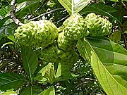 Noni-Früchte