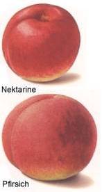Pfirsich und Nektarine