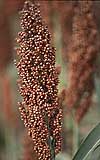 Sorghum