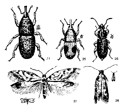 Getreideschädlinge