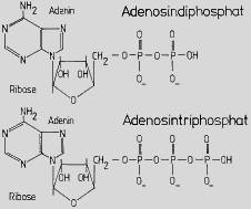 ADP und ATP