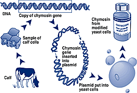 Schema zur Herstellung von Chymsoin mit Hilfe von Hefen