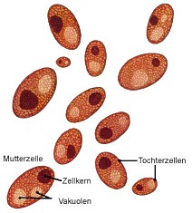 Hefezellen