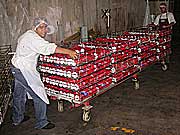 Gitterwagen mit Kirschen für die Pasteurisation