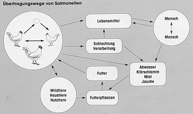 Salmonellenübertragung